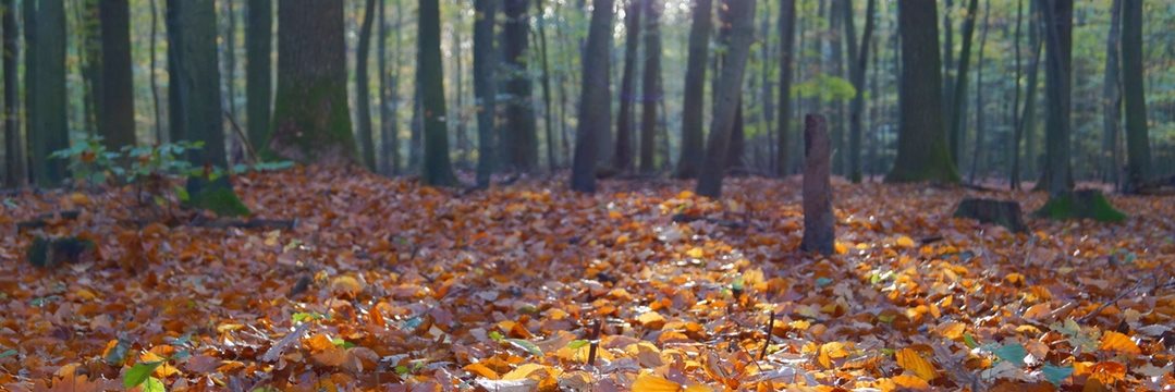 herbst3